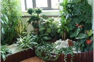Уход за комнатными растениями Зеленая Ноль Три Город Красноярск