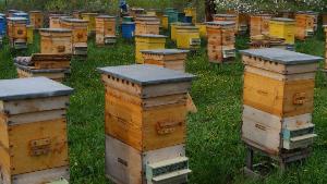 Готовый состав для обработки пчелиных ульев на основе нафтената меди Город Красноярск 4_10.jpg