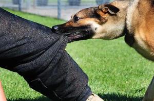 Услуги юриста по взысканию ущерба при укусе собаки через суд в Красноярске Город Красноярск