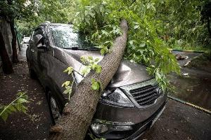 Услуги юриста при падении дерева на автомобиль в Красноярске  Город Красноярск